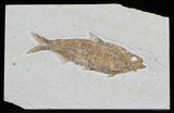 Nice Knightia Fossil Fish - Wyoming #32688-1